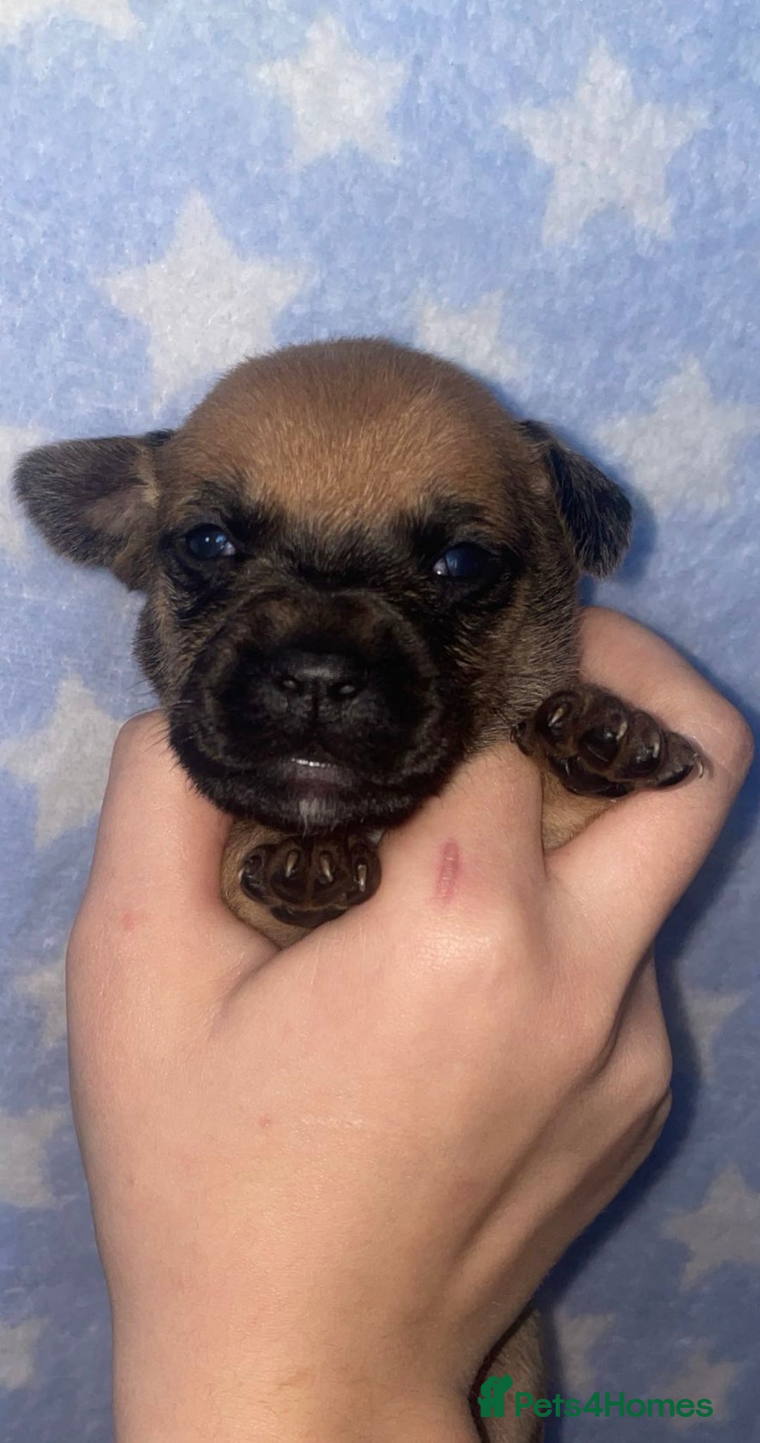Mixed Breed dogs for sale: Bodeguero Andaluz x French Bulldog Puppies  - Advert 12
