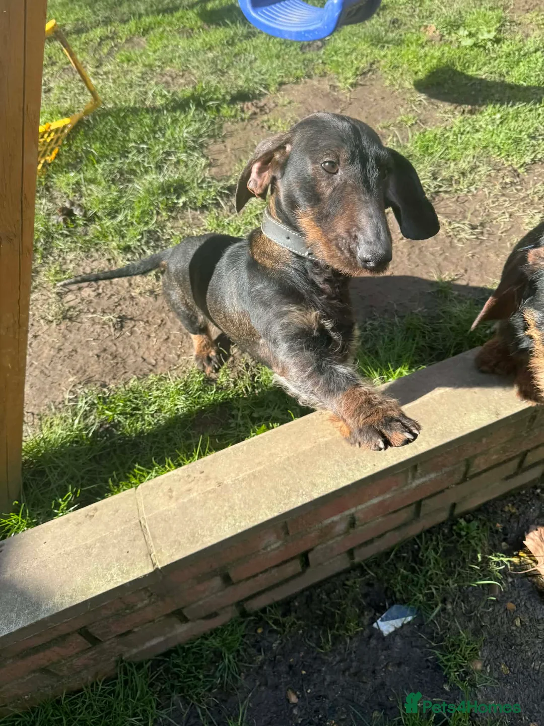 Dachshund dogs for sale: Standard Duschunt Wirehaired  - Advert 2