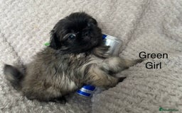 Mixed Breed dogs for sale: Tiny Pugingese pups  - Image 24