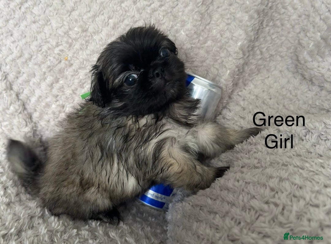 Mixed Breed dogs for sale: Tiny Pugingese pups  - Image 24