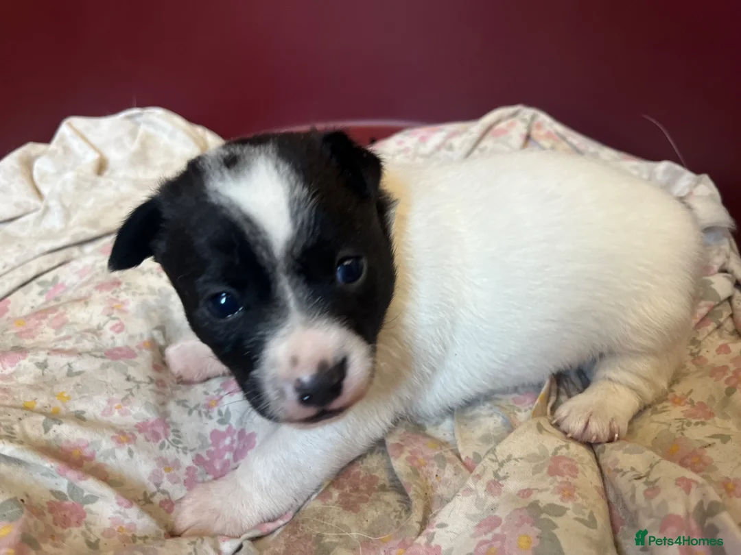 Jack Russell dogs for sale: 2 boy jack Russel  - Advert 14