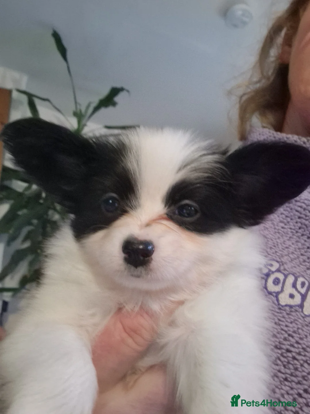 Papillon dogs for sale: Gorgeous Papillon puppies  - Advert 1