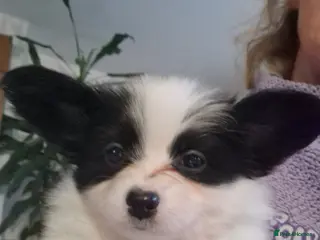 Papillon dogs Gorgeous Papillon puppies - Advert 8