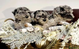 Mixed Breed dogs for sale: STUNNING FOODLE PUPPIES - Advert 4