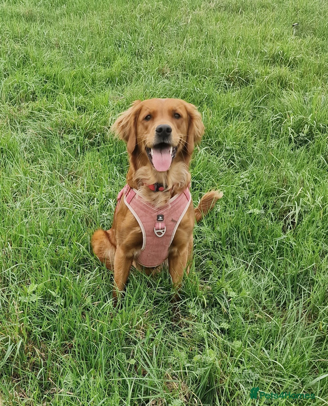 Golden Retriever dogs for sale: Beautiful KC-Registered Golden Retriever Puppies - Advert 7