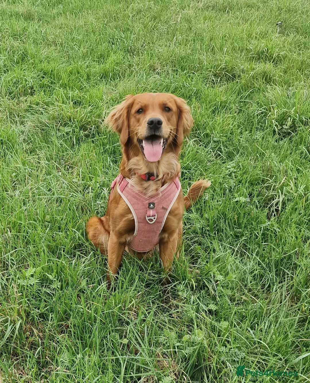 Golden Retriever dogs for sale: Beautiful KC-Registered Golden Retriever Puppies - Advert 7