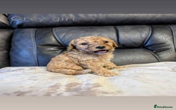 Labradoodle dogs for sale: HEALTH TESTED F1b Miniature labradoodle for SALE - Image 2