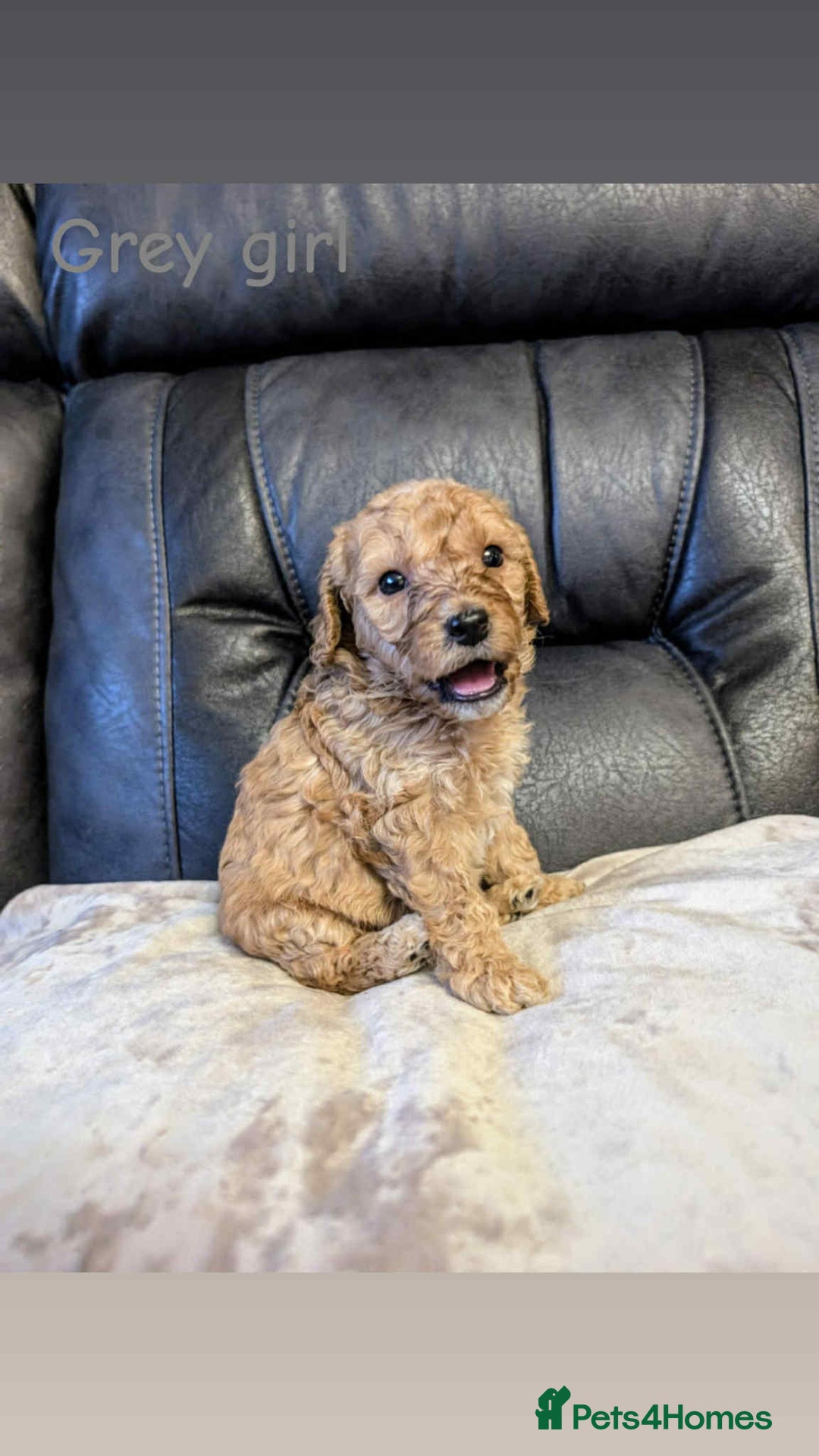Labradoodle dogs for sale: HEALTH TESTED F1b Miniature labradoodle for SALE - Image 2