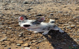 Mixed Breed dogs for sale: Blue Merle for sale  - Image 9