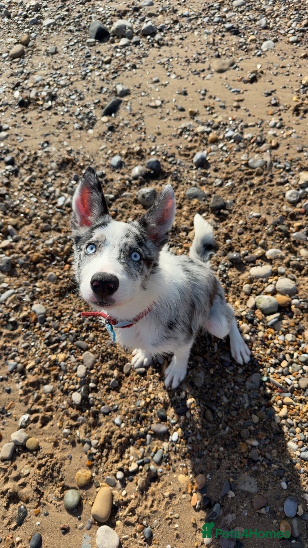 Mixed Breed dogs for sale: Blue Merle for sale  - Image 9