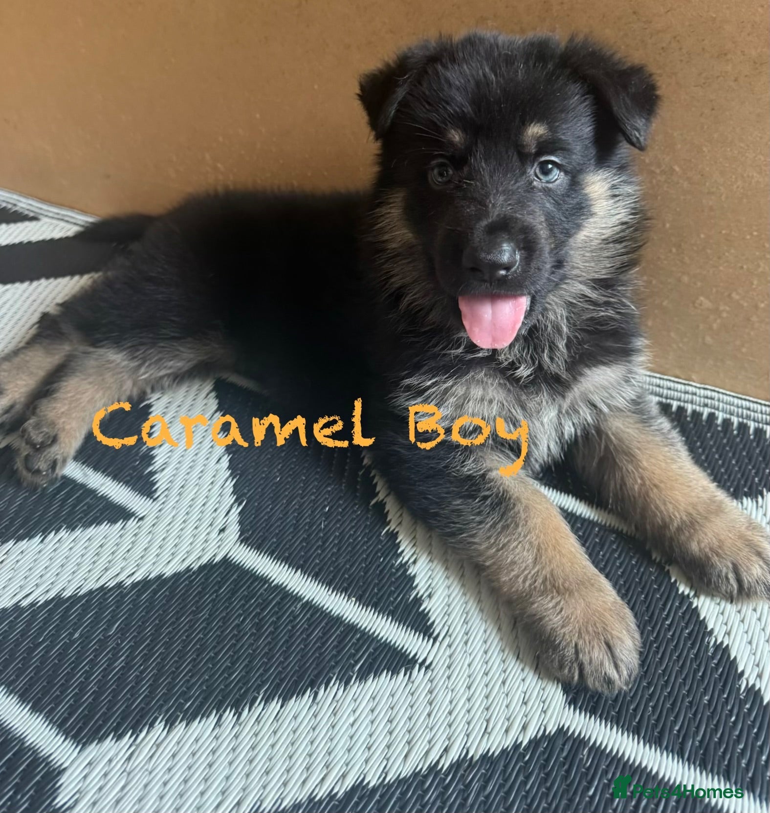 German Shepherd dogs Stunning Family Raised German Shepherd Puppies - Advert 4