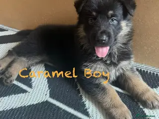German Shepherd dogs Stunning Family Raised German Shepherd Puppies - Advert 4