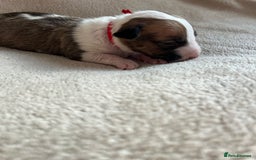 English Bull Terrier dogs for sale: English bull terriers  - Image 25