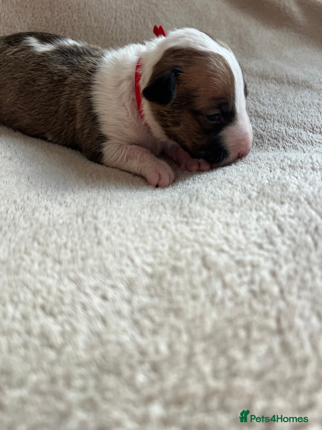 English Bull Terrier dogs for sale: English bull terriers  - Image 25