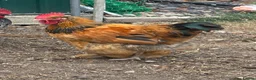 Chickens poultry for sale: Bantam cross blue Maron cockerel  - Advert 2