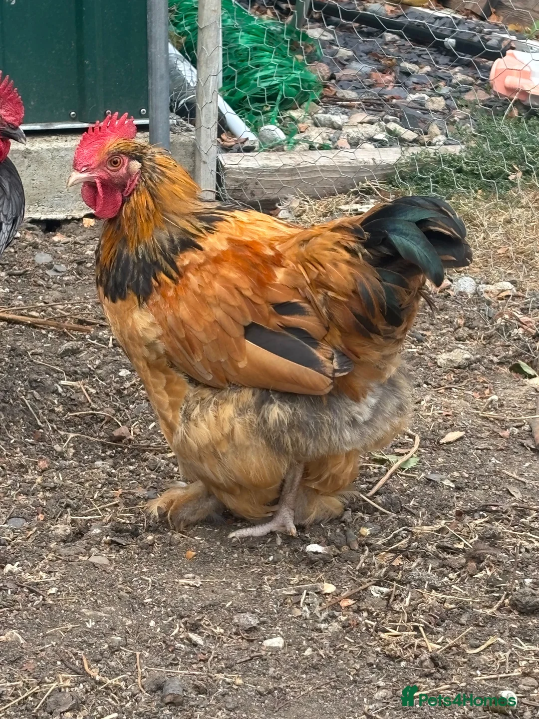 Chickens poultry for sale: Bantam cross blue Maron cockerel  - Advert 2