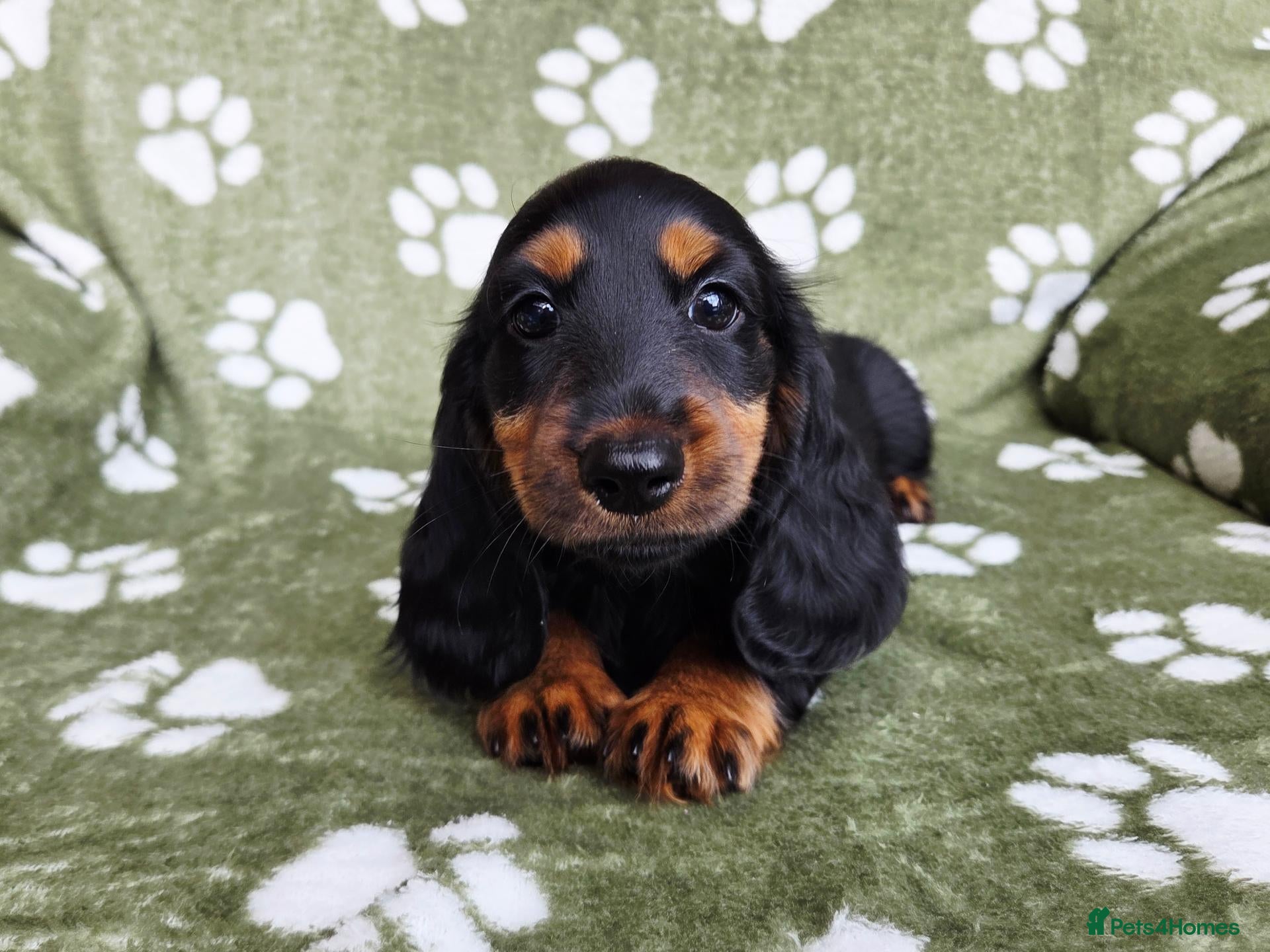 Miniature Dachshund dogs KC Registered Longhaired Girl. Ready Now! - Advert 1
