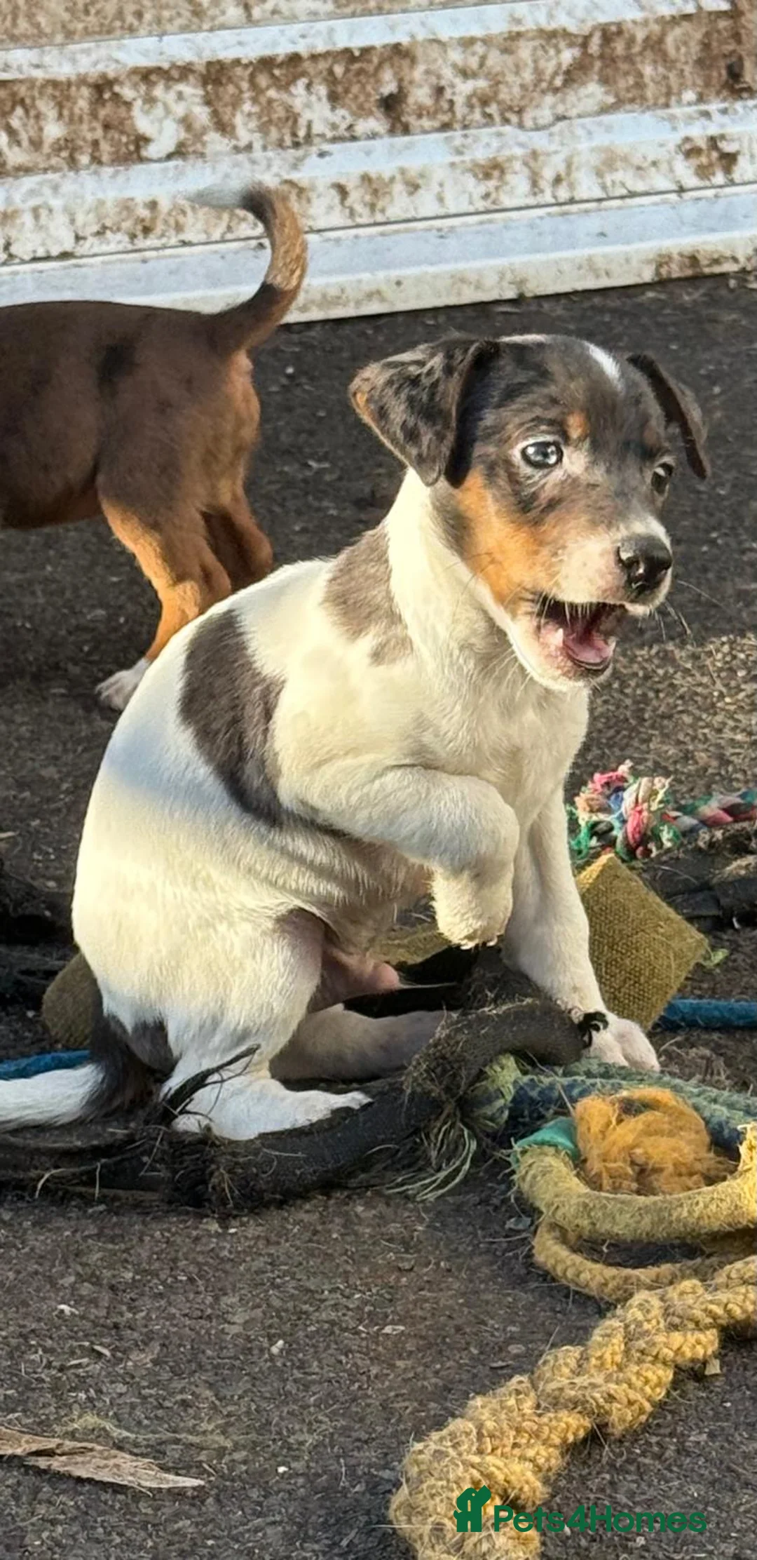 Jack Russell dogs for sale: Jack russell  - Advert 2