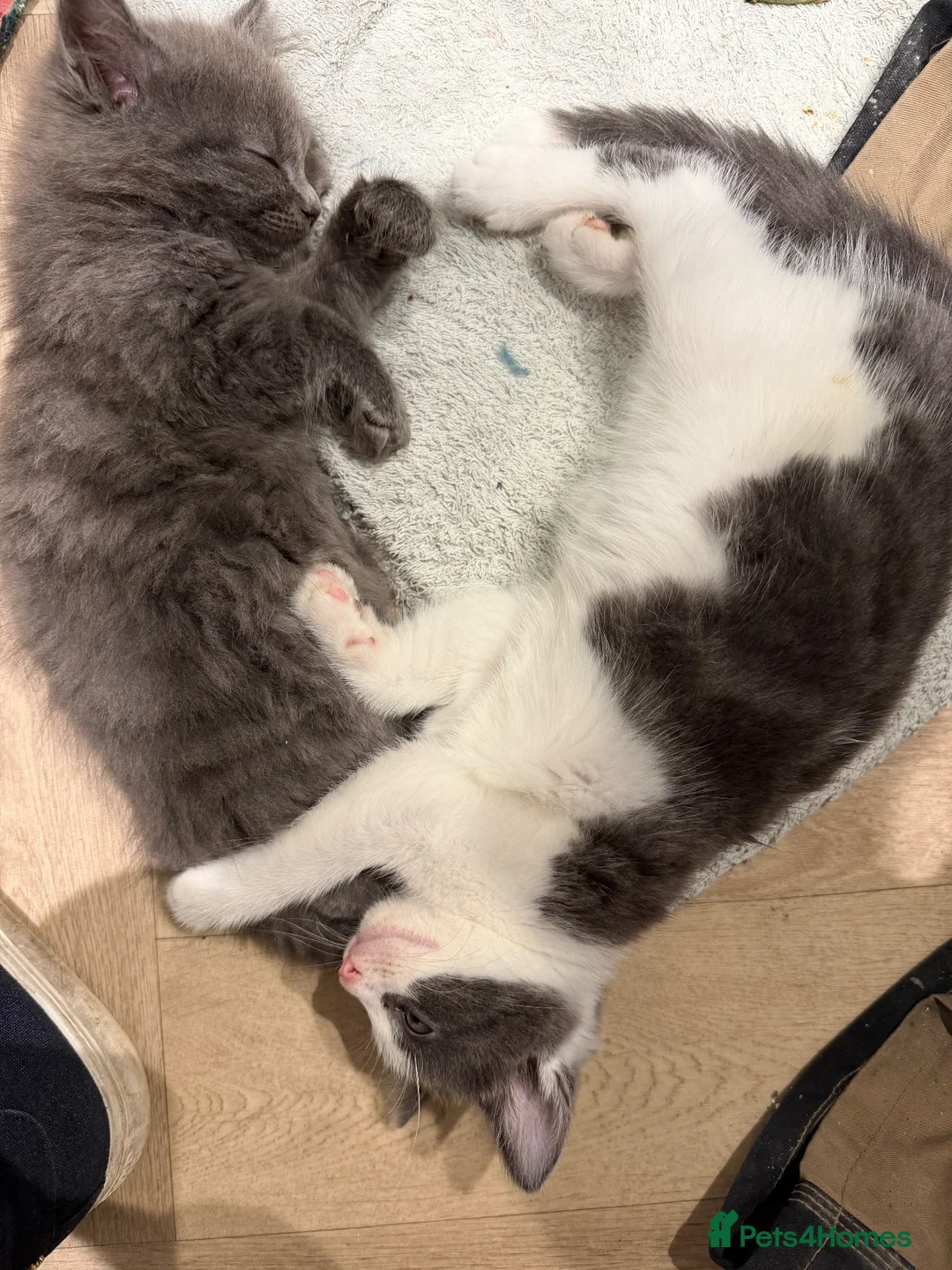 Mixed Breed cats for sale: Ladder climber  - Advert 1