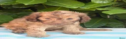 Cockapoo dogs for sale: Cockapoo males and females  - Advert 6