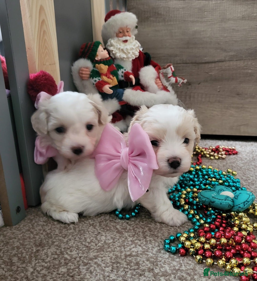 Maltipoo dogs Toy maltipoo puppies  - Advert 5