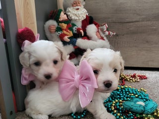 Maltipoo dogs Toy maltipoo puppies - Advert 13