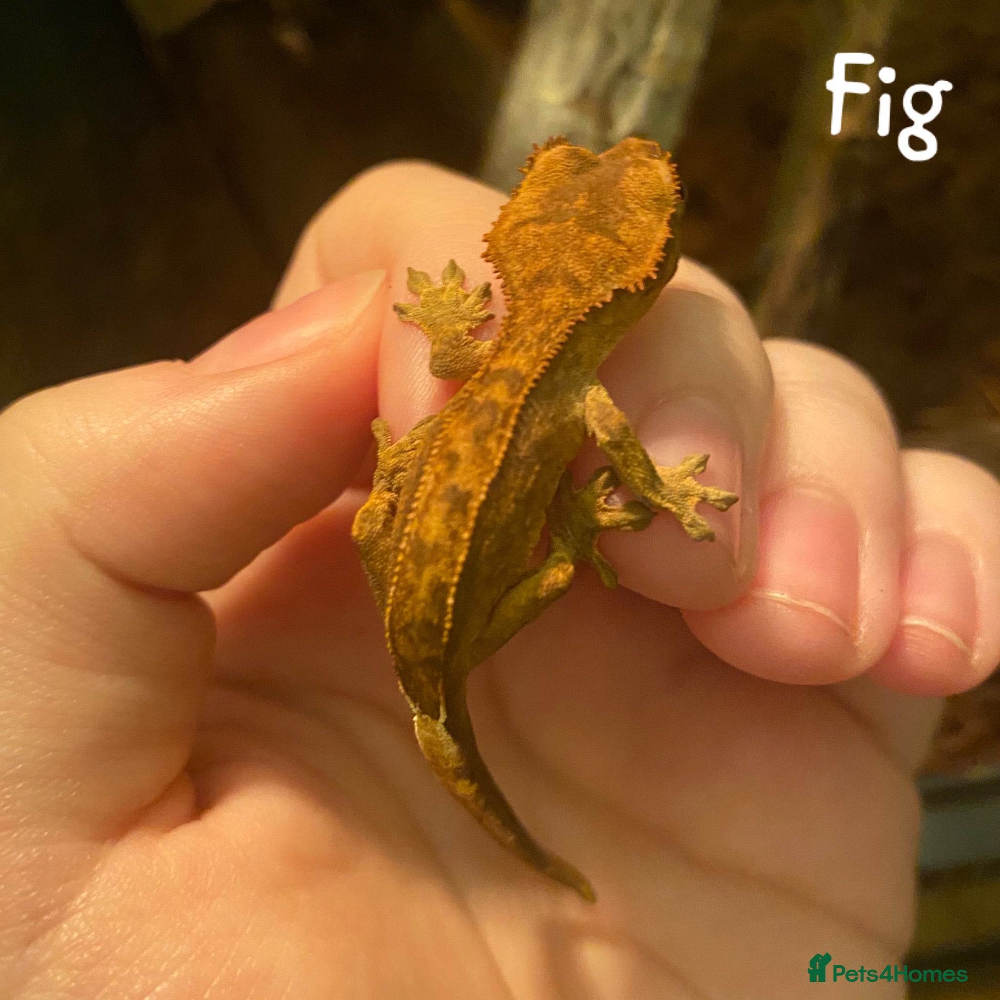 Gecko reptiles 2x Juvenile Crested Geckos (Ready to rehome) - Advert 8