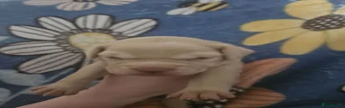 Tank