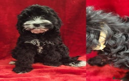 Cockapoo dogs for sale: 2 STUNNINF F1 FEMALE COCKAPOOS - Image 3