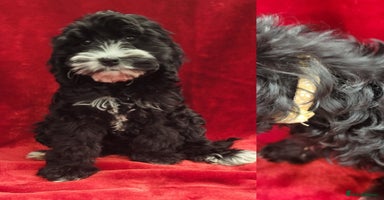 Cockapoo dogs - Advert 10