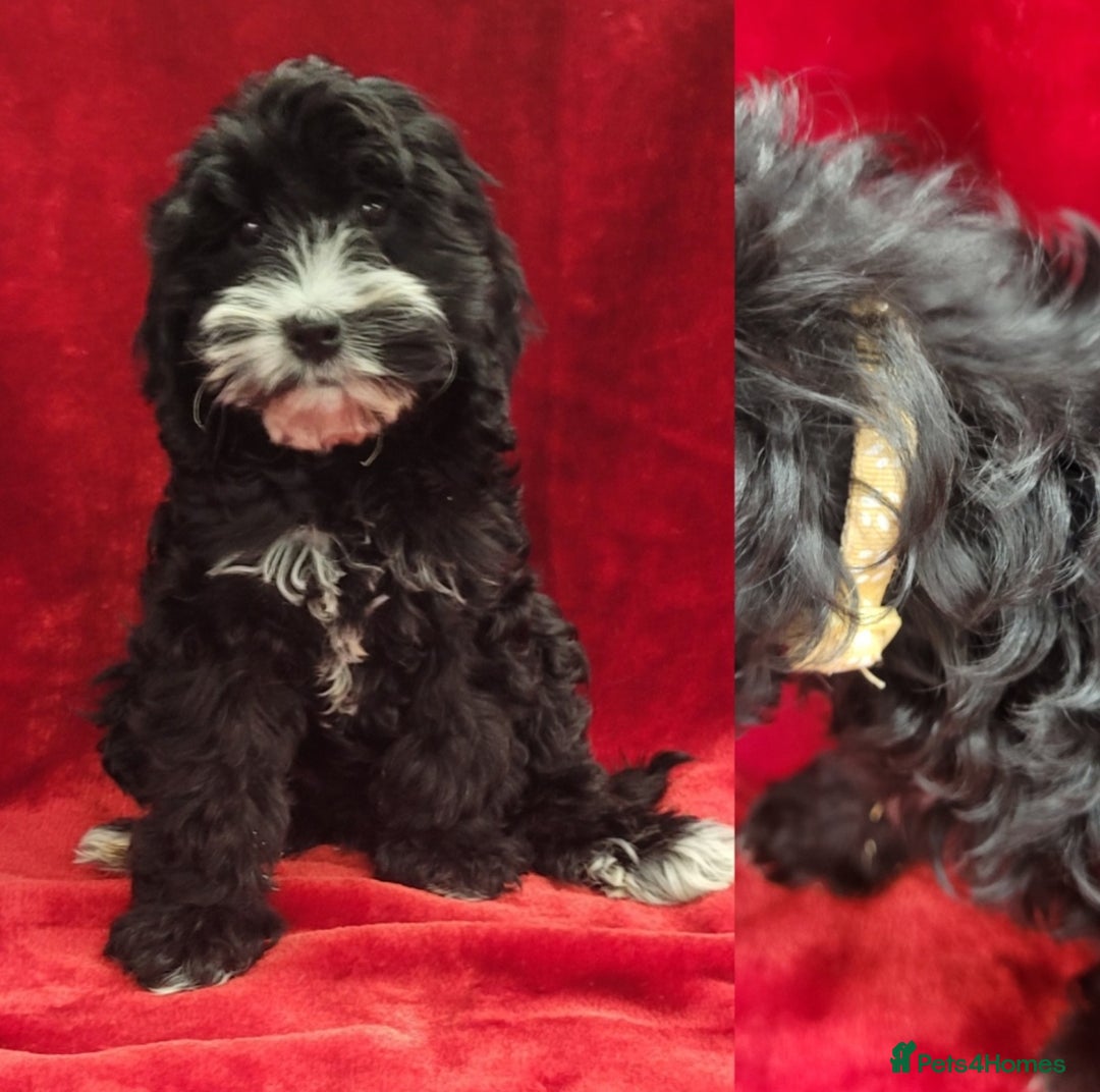 Cockapoo dogs for sale: 2 STUNNINF F1 FEMALE COCKAPOOS - Image 3