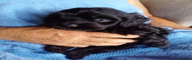Cockapoo 2