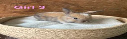 Mini Lop rabbits for sale: Mini lops available to reserve - Advert 3