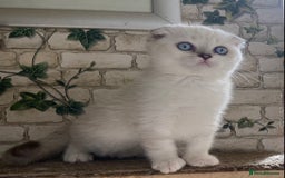Munchkin cats for sale: Full pedigree munchkin kitten  - Image 1