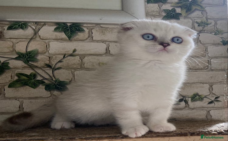 Munchkin cats - Advert 2