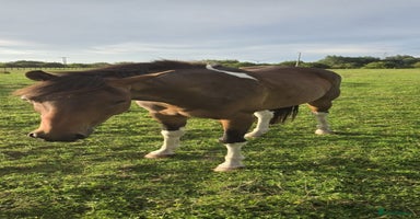 Riding pony horses - Advert 6