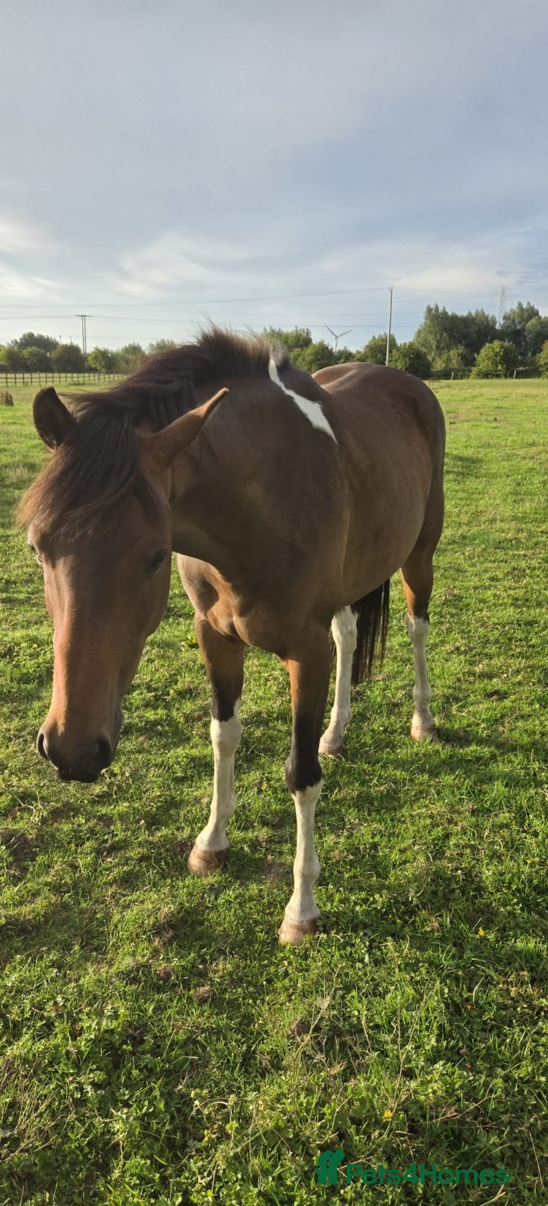 Riding pony horses for sale: 14.2hh 8 year old Gelding  - Image 2