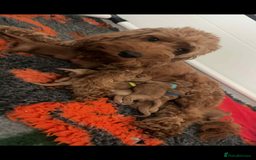 Cockapoo dogs for sale: F2 cockapoo pups  - Image 9
