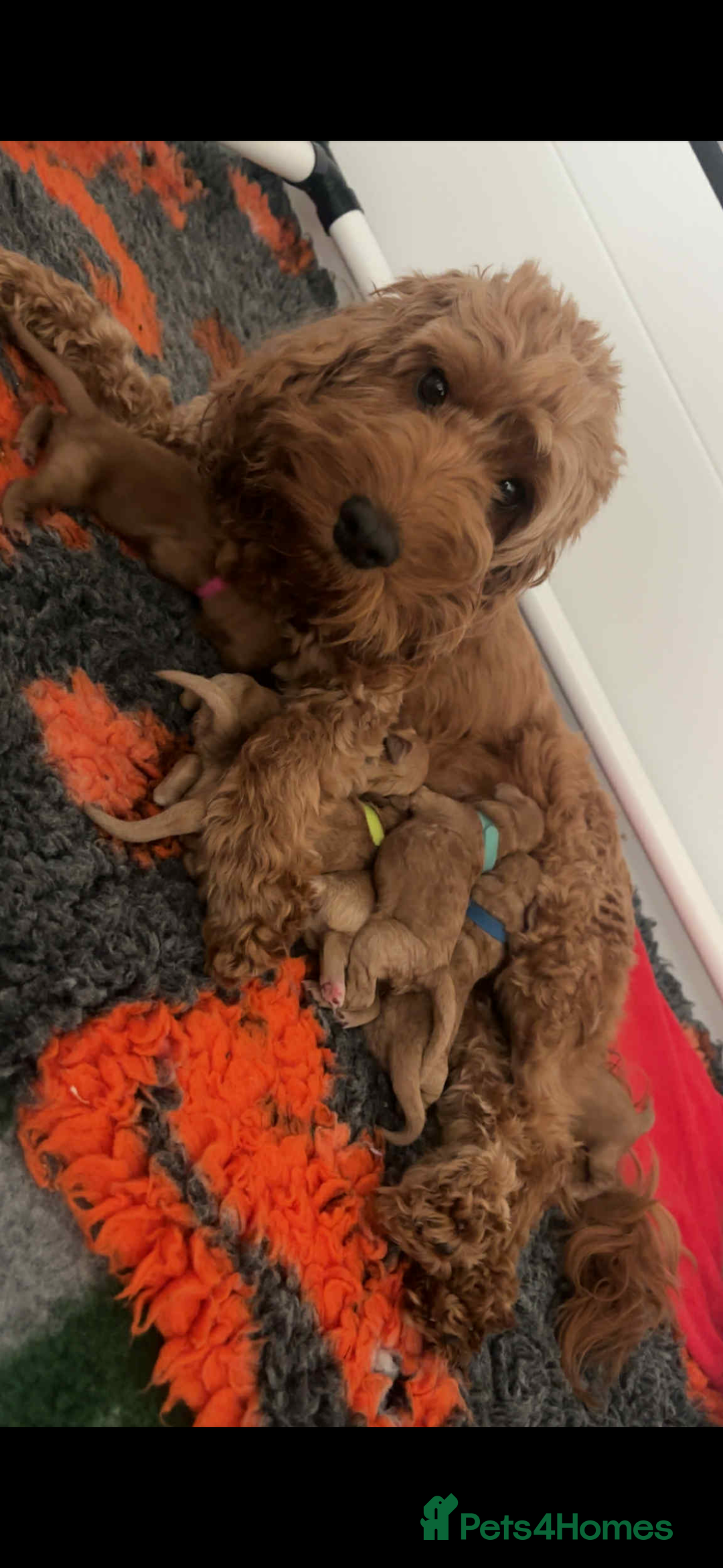 Cockapoo dogs for sale: F2 cockapoo pups  - Image 9