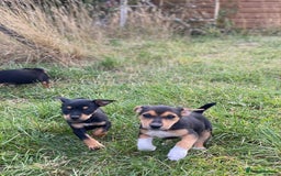 Jack Russell dogs for sale: Short legged smooth coated Jack Russell puppies  - Image 11
