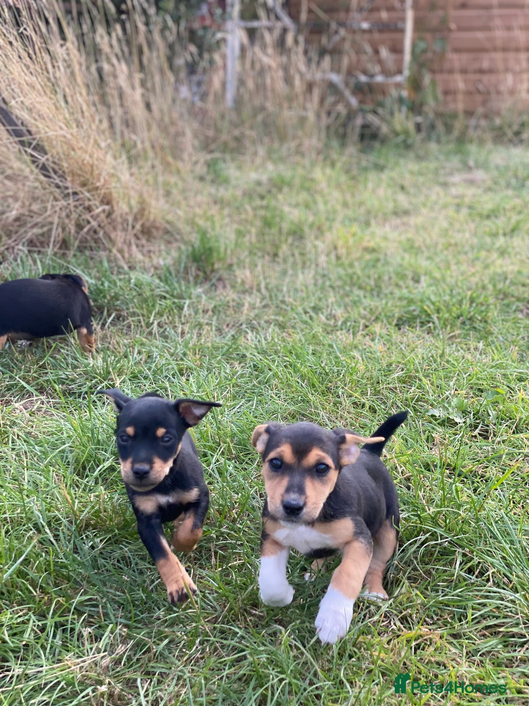 Jack Russell dogs for sale: Short legged smooth coated Jack Russell puppies  - Image 11