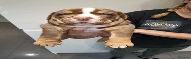 Olde English Bulldogge 2
