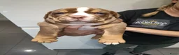 Olde English Bulldogge dogs for sale: Impeccable olde English bulldog  - Advert 5