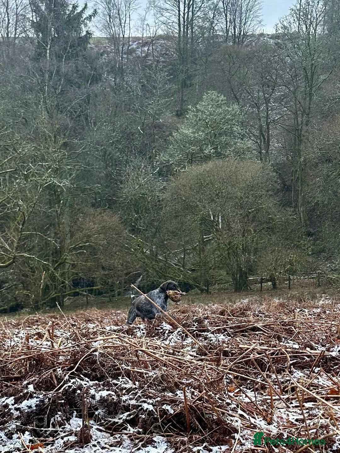 German Wirehaired Pointer dogs for sale: Beautiful GWP's for sale KC Registered - Image 10