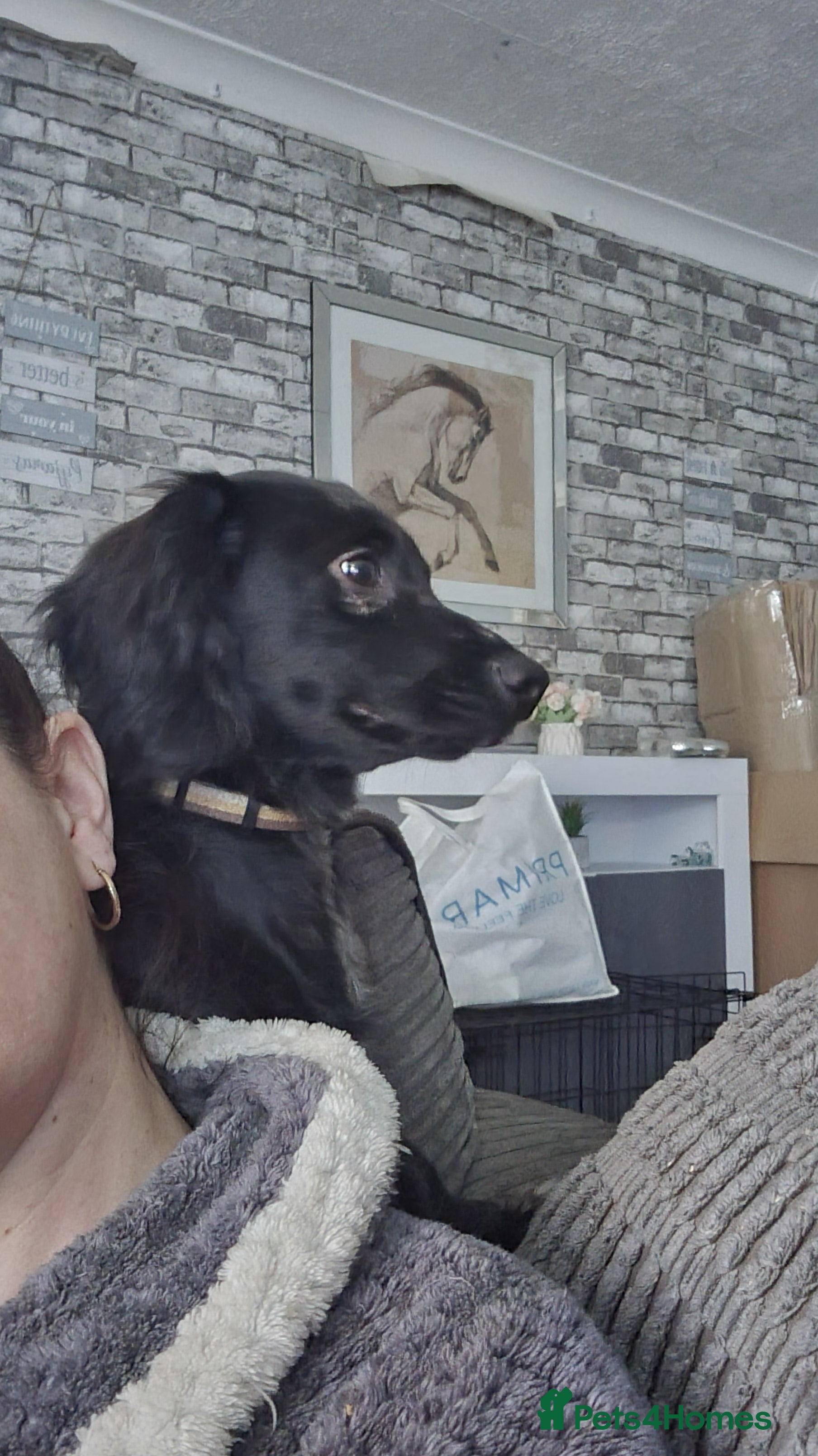 Mixed Breed dogs Docker  - Advert 9