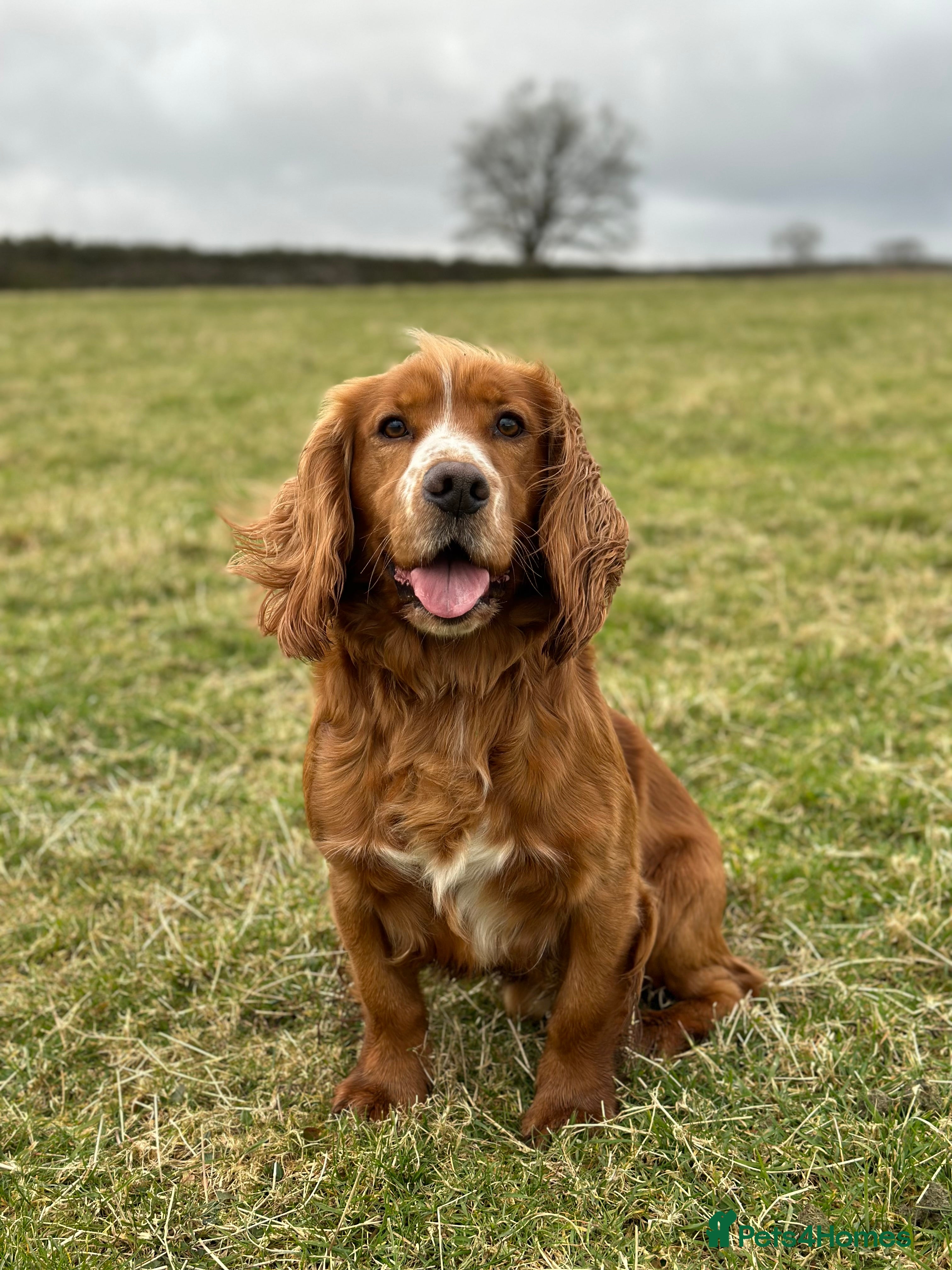 Cocker Spaniel dogs cocker spaniel in Treharris - Advert 5