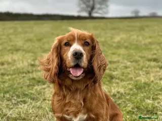 Cocker Spaniel dogs cocker spaniel - Advert 3