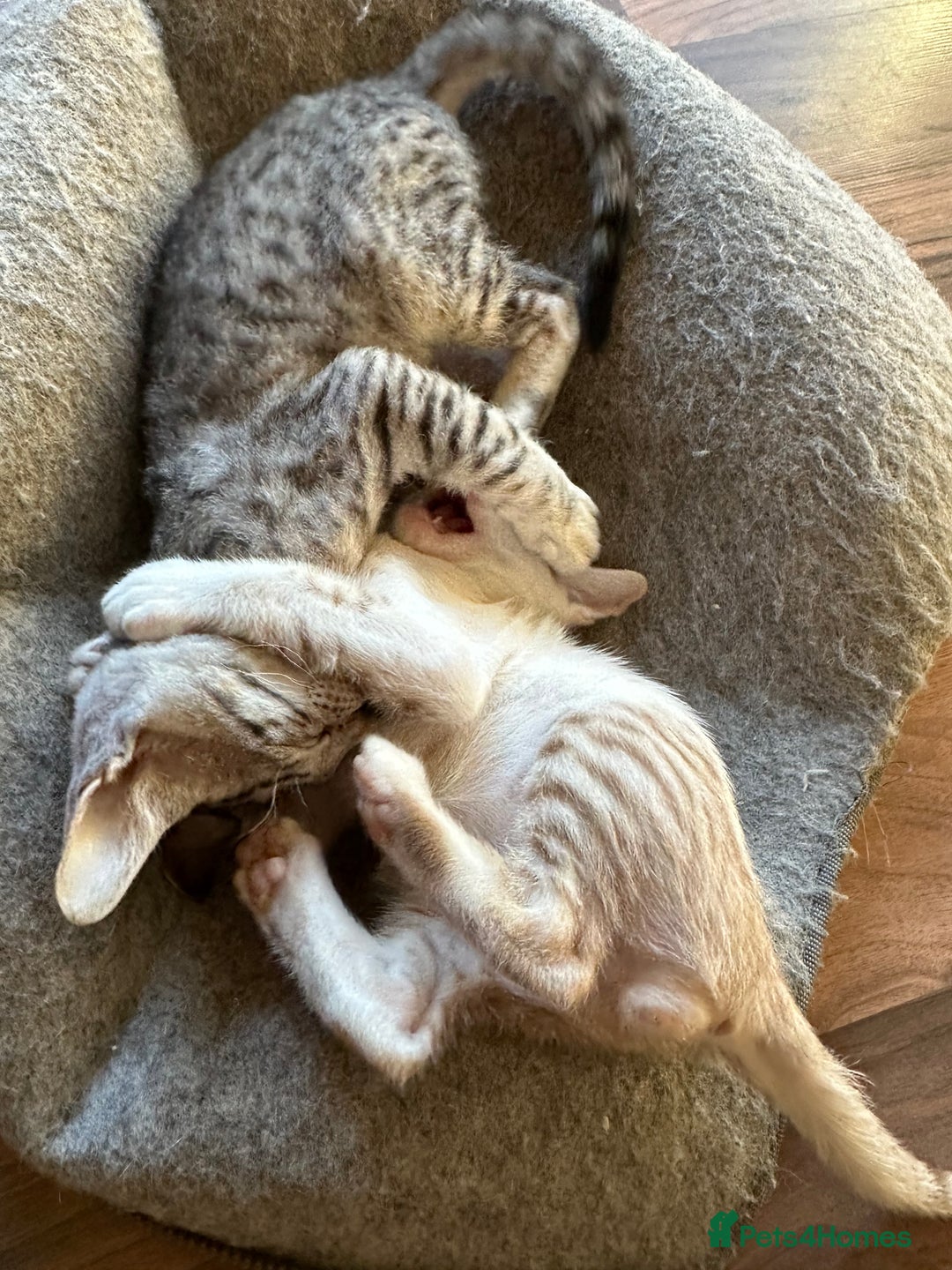 Mixed Breed cats for sale: Crossed Between Oriental short hair & White Bengal - Advert 27