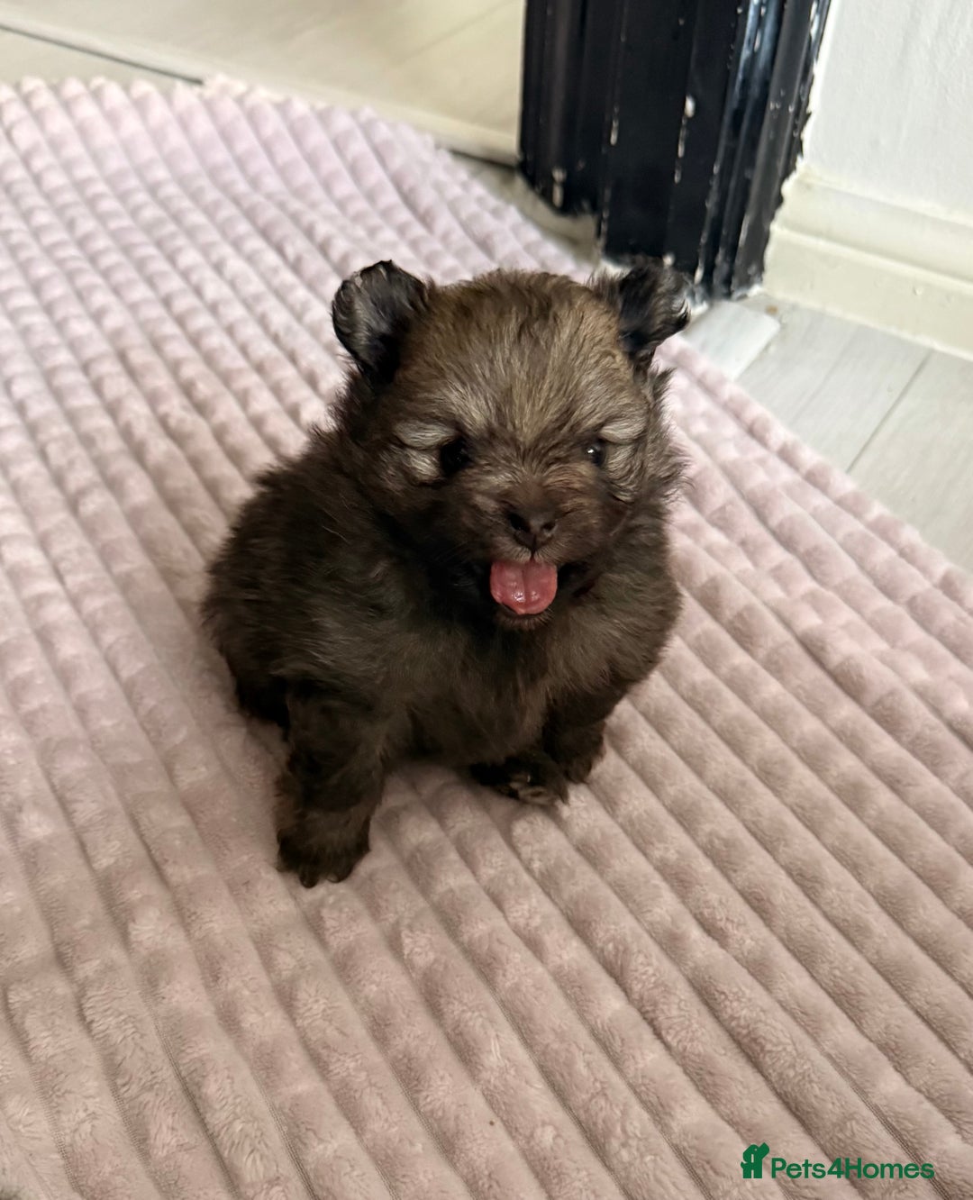 Pomeranian dogs for sale: Tiny Pomeranians - only boy left  - Advert 14