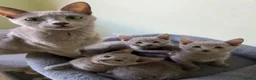 Russian Blue cats for sale: TICA 5* pedigree Russian blue kittens  - Advert 10